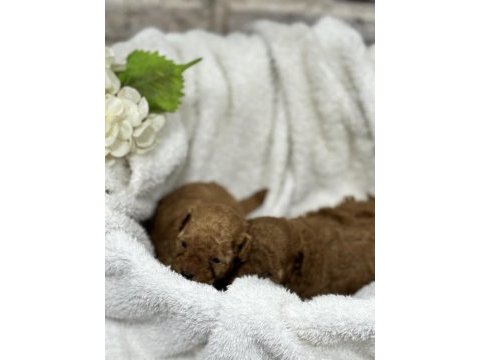 Kore kan toy poodle