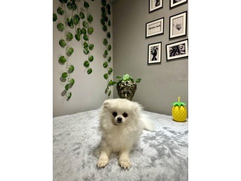Orta düzey kusursuz güzellikte ithal 2 yaşında pomeranian
