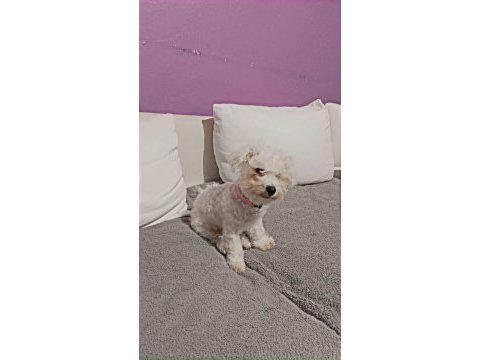 4 aylik terrier bebek uyguna verilecek