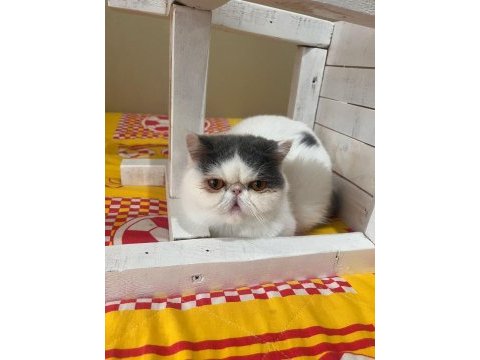 Show kalitede dişi kedimiz