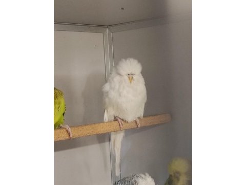 Üst vasıf show jumbo yavru ve damızlık muhabbet