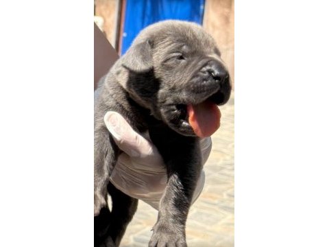 Cane corsa alan koruma köpeği yavruları 