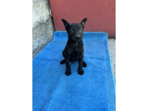 Safkan malinois yavruları