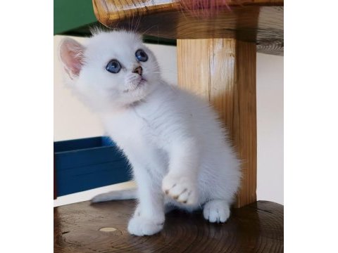 Scottish straight shorthair bs11 33 erkek
