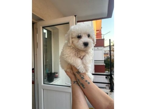 Terrier maltese
