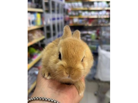 Cüce netherland dwarf tavşanlar