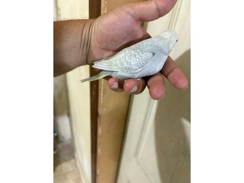 29 günlük konuşturmalık bebek muhabbet kuşu