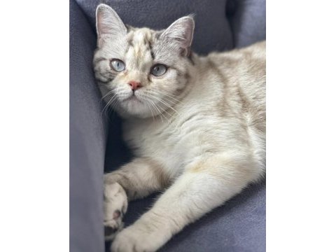 British blue point dişi kedimiz
