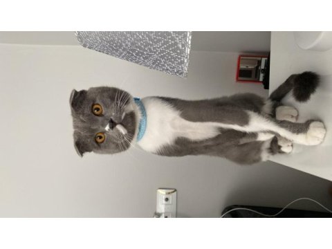 Ücretsiz sahiplenme scottish fold