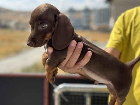 Ankaranın çok özel mini dachshund yavrusu