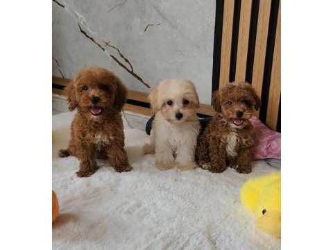 Maltipoo  yavrularımız 