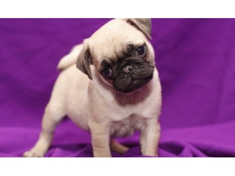 Dünya tatlısı pug yavruları