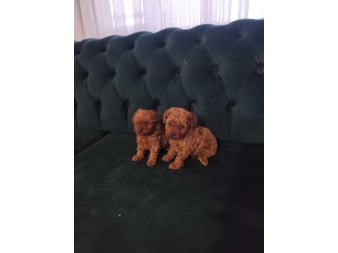 Lekesiz kore poodle bebekler