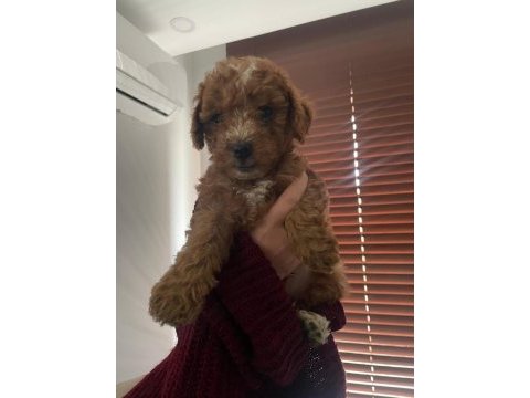 Ankara'da uygun toy poodle kendi bebeklerimiz