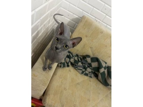 Orijinal sphynx (tüysüz) yeni yuvasını arıyor