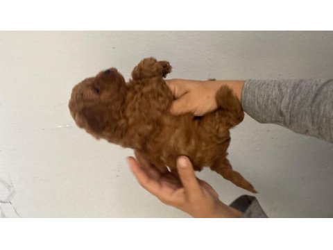 Red toy poodle bebekler