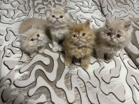 İran kedisi yavrularımız