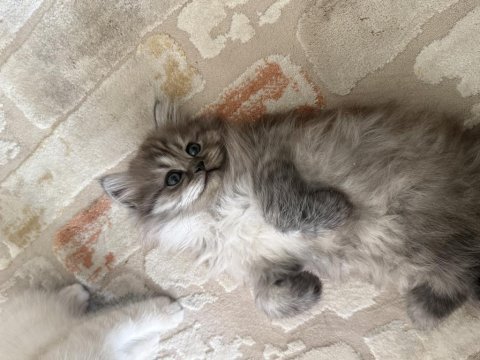 4 kg mama karşılığında sahiplendirilecek kediler