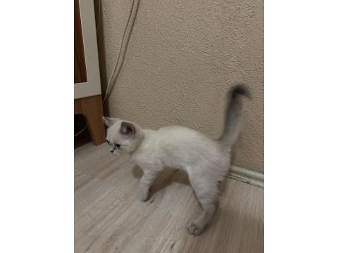 3. ayına yaklaştı aynı renk yavru kediden 8 tane var şuanda