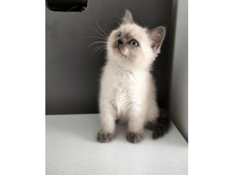 British shorthair blue point erkek yavrum