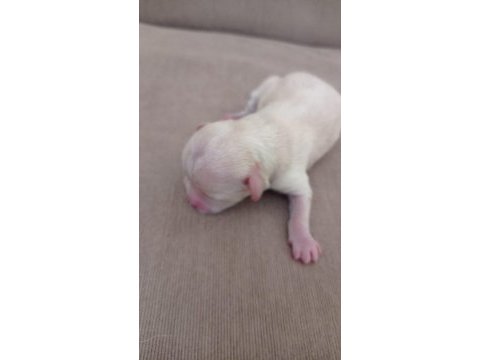 Teacup chihuahua yavrularımız