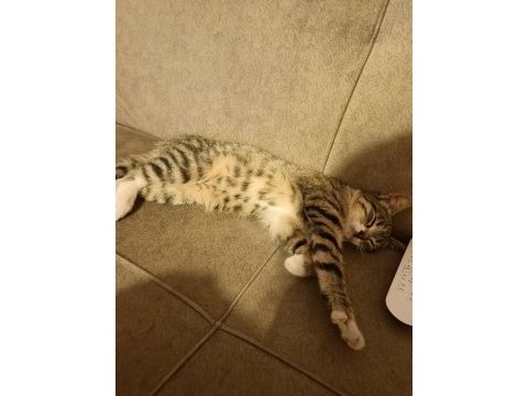 Kedimizin adı yumak ve geçici yuvada kalıyorum