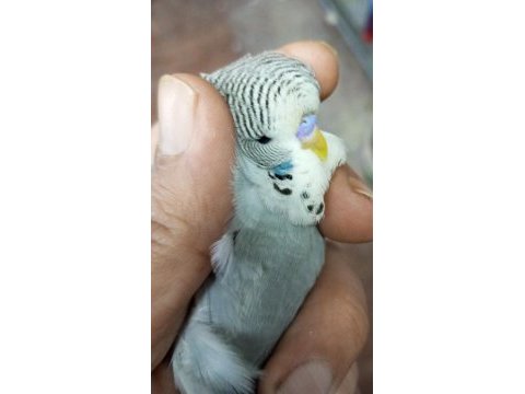 Yavru jumbo muhabbet kuşu her renk var maşallah