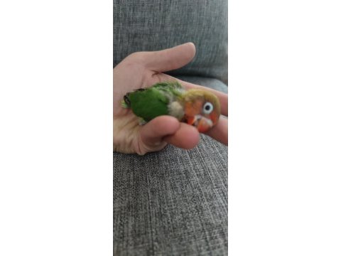 Cennet papağanı elle besleme