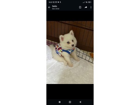 2.5 aylık yavru pomeranian boo