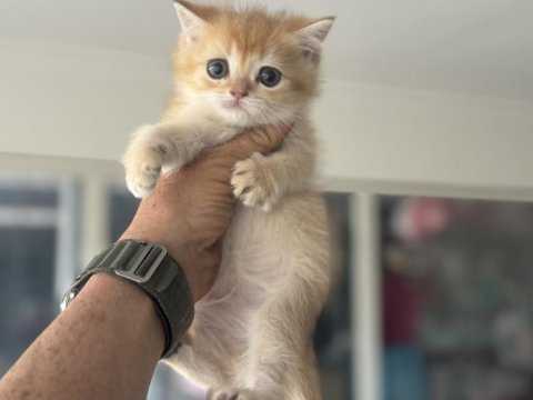 En güzel ny12 golden british shorthair yavrularımız