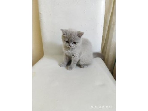 A+ kalite lilak rengi özel bir dişi british shorthair