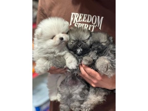 Pomeranian yavruları