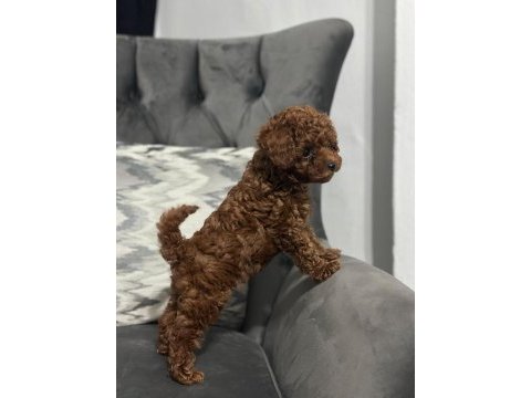 Bebek surat toy poodle