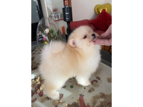 Pomeranian boo erkek köpeğimiz