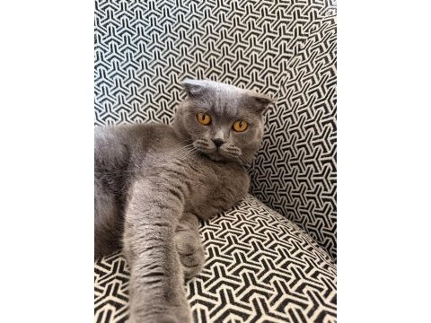 2 yaşında kısır scottish fold dişi