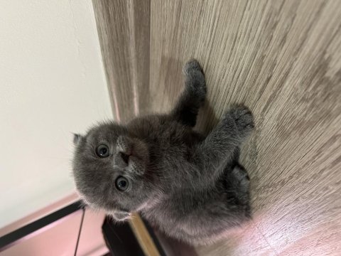 Scottish fold yavrumuz yuva arıyor