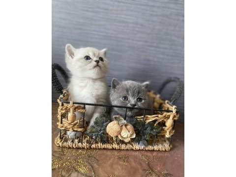 British shorthair gri