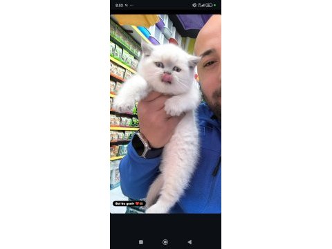 A kalite british ve scottish fold yavrular