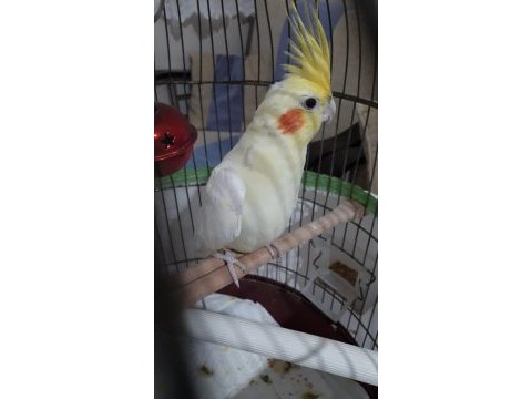 Uyguna damızlık dişi sultanlar daha önce yumurta alındı