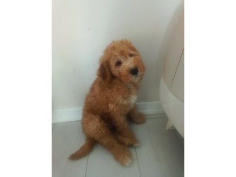 Toy poodle 3 aylık