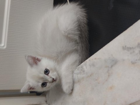 Safkan british shorthair silver dişi yavru