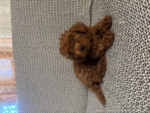 Sevimli poodle