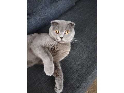 Oyuncu duman scottish fold