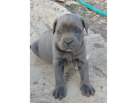 Cane corso puppy