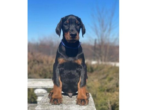 Estetikli ve estetiksiz safkan doberman yavrularımız