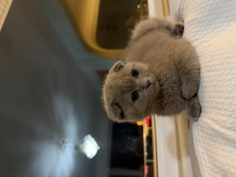 Tatlış yavru scottish fold