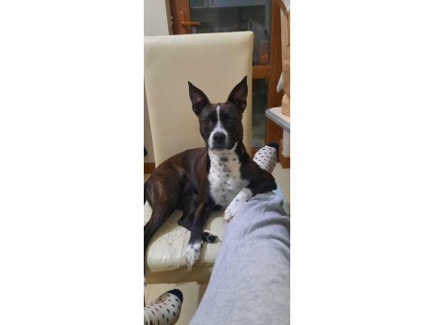 Gece french bulldog kırması köpeğime yuva arıyorum
