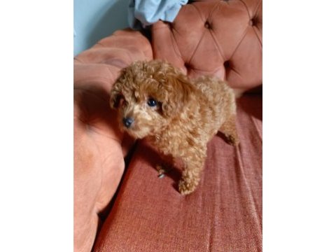 Teacup poodle