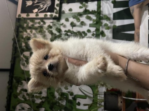 Yavru pomeranian 40 günlük