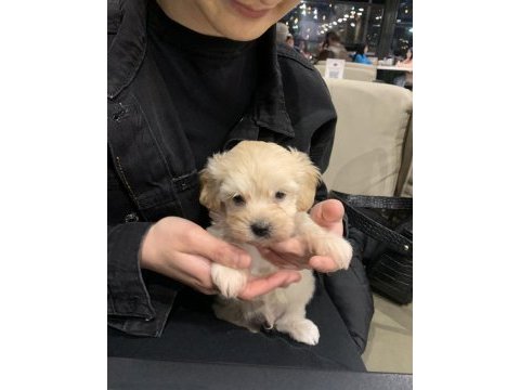 0 boy maltipoo